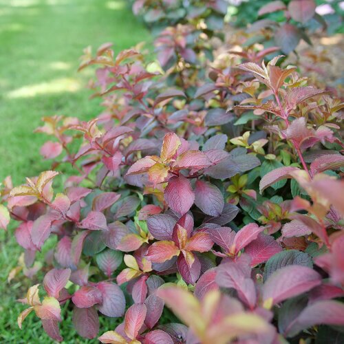 MIDNIGHT SUN WEIGELA 30CM PW