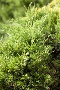 MINT JULEP JUNIPER 30 CM - image 4