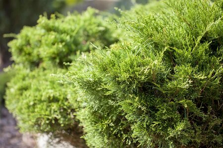 MINT JULEP JUNIPER 30 CM - image 3