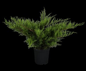 MINT JULEP JUNIPER 30 CM - image 2