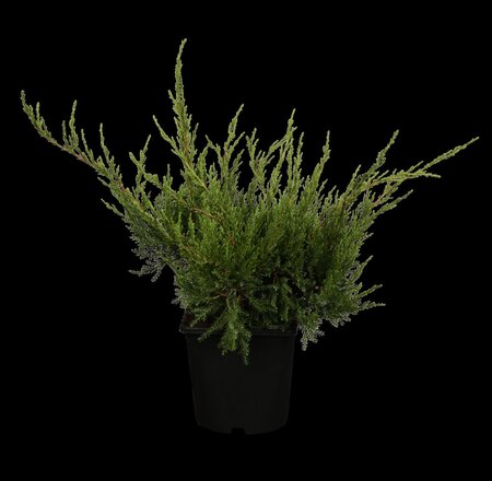 MINT JULEP JUNIPER 30 CM - image 1