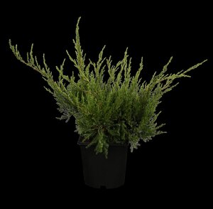 MINT JULEP JUNIPER 30 CM - image 1