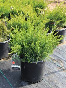 MINT JULEP JUNIPER 30 CM