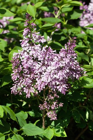 MISS KIM LILAC 30CM - image 1