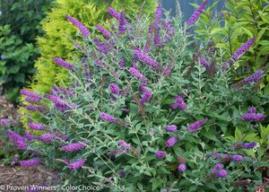 MISS VIOLET BUTTERFLY BUSH 20CM