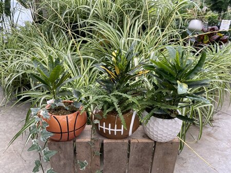 MIXED TROPICAL PLANTER