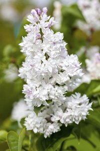 MME LEMOINE LILAC 60 CM, WHITE - image 2
