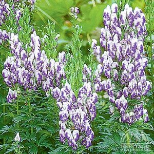 MONKSHOOD BICOLOUR 1G