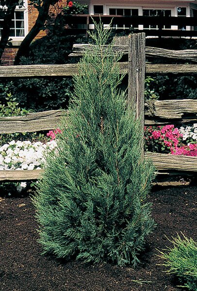 MONTANA GREEN JUNIPER 90 CM