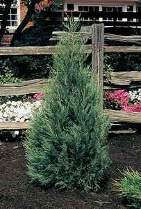 MONTANA GREEN JUNIPER 90 CM