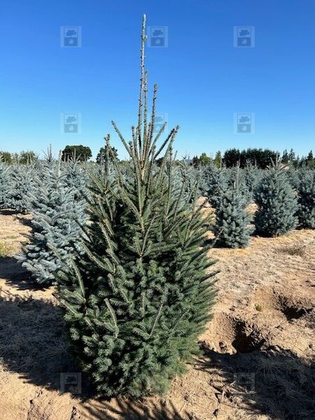 MONTROSE SPIRE SPRUCE 200C