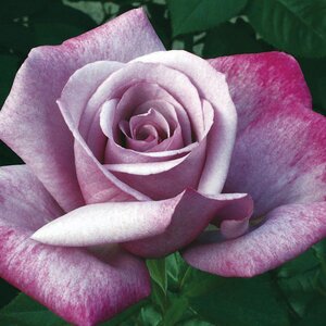 MOODY BLUE ROSE LILAC/BLUE 3 MONTH WARRANTY
