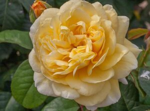 MOONLIGHT ROMANTICA ROSE 2G-Dbl Yellow-HT