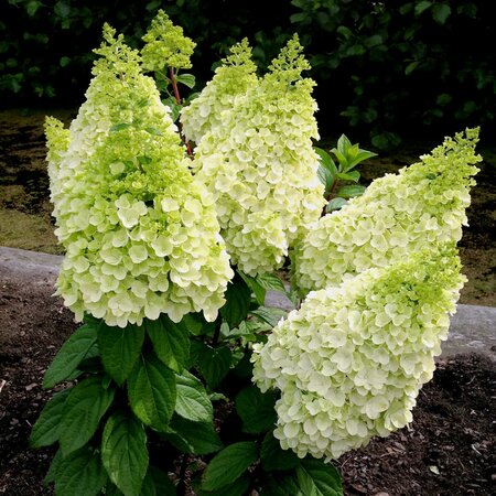 MOONROCK HYDRANGEA 50CM - image 1