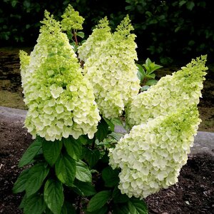 MOONROCK HYDRANGEA 50CM - image 1