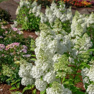MOONROCK HYDRANGEA 50CM - image 2
