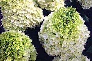 MOONROCK HYDRANGEA STD 60CM