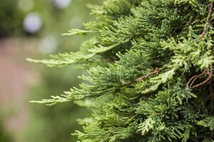 MOTHER LODE JUNIPER 30 CM - image 2