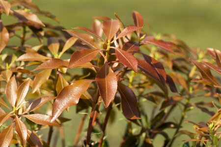 MOUNTAIN FIRE PIERIS 30 CM 3MONTH WARRANTY - image 4