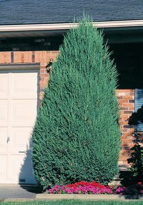 MOUNTBATTEN JUNIPER 150CM