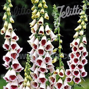 MR FOTHERGILL'S FOXGLOVE PAM'S CHOICE