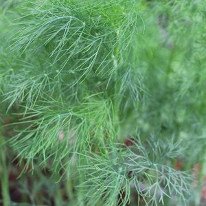 MR FOTHERGILL'S ORGANIC DILL