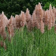 MR FOTHERGILL'S PINK PAMPAS GRASS