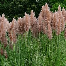 MR FOTHERGILL'S PINK PAMPAS GRASS