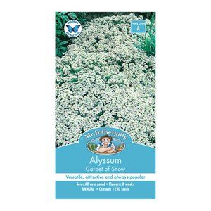 MR FOTHERGILLS ALYSSUM CARPET OF SNOW