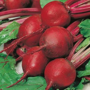 MR FOTHERGILLS BEETROOT CARDEAL F1