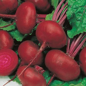 MR FOTHERGILLS BEETROOT CROSBYS EGYPTIAN