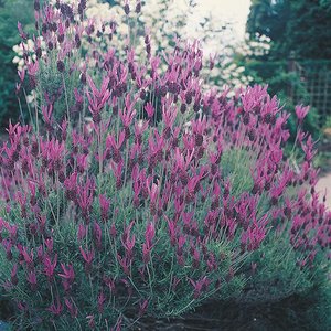 MR FOTHERGILLS FRENCH LAVENDER