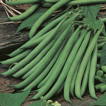 MR FOTHERGILLS GREEN BEAN FERRARI