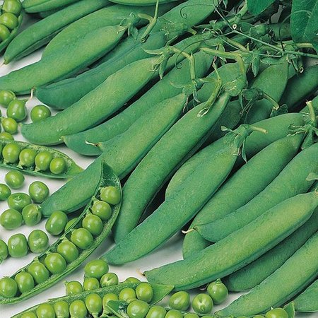 MR FOTHERGILLS HUST GREEN SHAFT PEAS