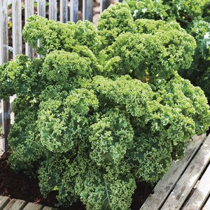 MR FOTHERGILLS KALE DWARF GREEN CURLED