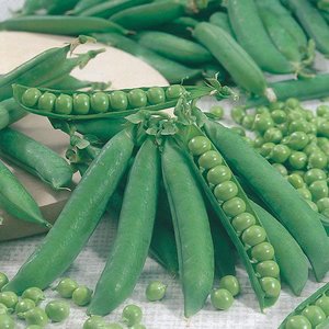 MR FOTHERGILLS KELVEDON WONDER PEAS