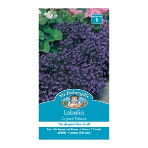 MR FOTHERGILLS LOBELIA CRYSTAL PALACE