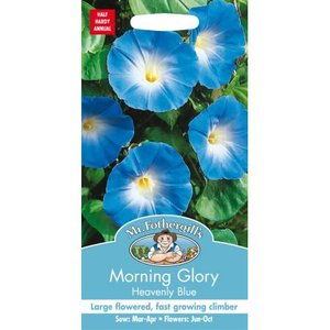 MR FOTHERGILLS MORNING GLORY HEAVENLY BLUE - image 1