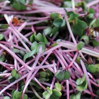 MR FOTHERGILLS RADISH FOR LEAF