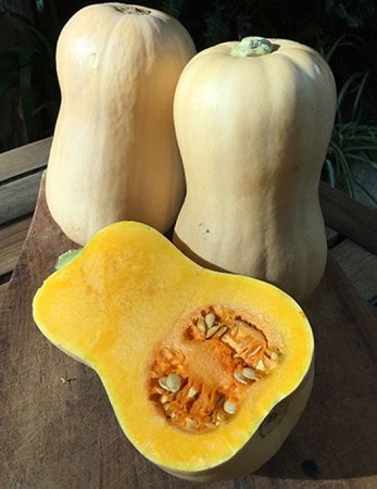 MR FOTHERGILLS SQUASH EARLY BUTTERNUT ORGANIC