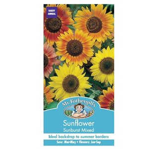 MR FOTHERGILLS SUNFLOWER SUNBURST