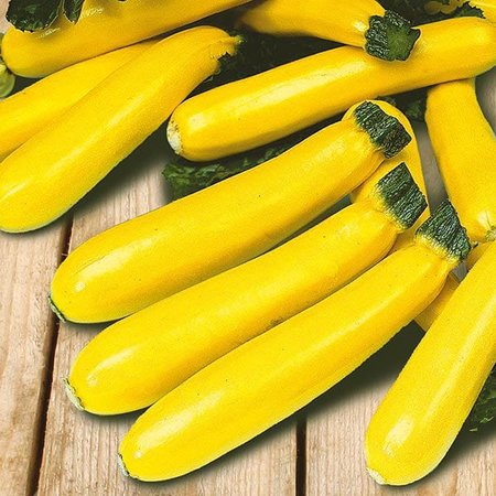 MR FOTHERGILLS YELLOW ZUCCHINI