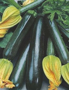 MR FOTHERGILLS ZUCCHINI BLACK BEAUTY