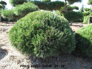 MUGHO PINE 3G 25CM