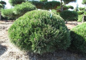 MUGO PINE 25 CM (Bushy)