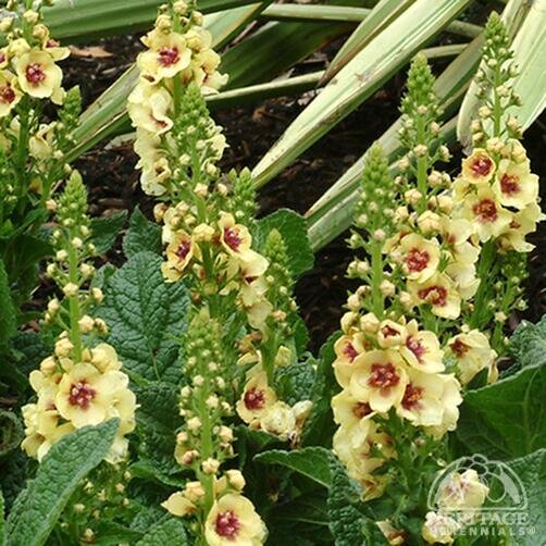 MULLIEN VERBASCUM DARK EYES 1G