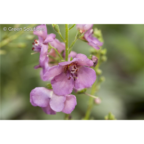 MULLIEN VERBASCUM PLUM SMOKEY 1G