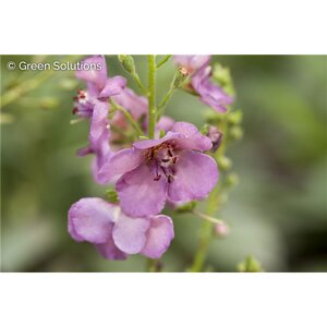 MULLIEN VERBASCUM PLUM SMOKEY 1G