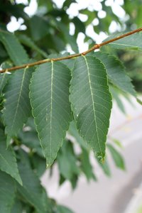 MUSASHINO COLUMNAR ZELKOVA 150CM - image 3