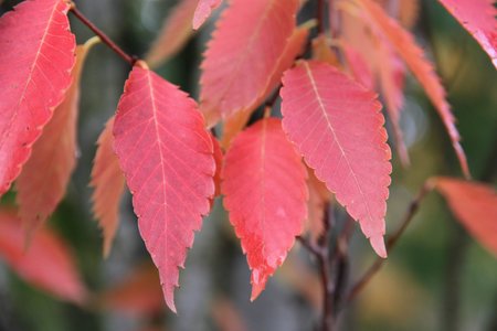 MUSASHINO COLUMNAR ZELKOVA 150CM - image 2